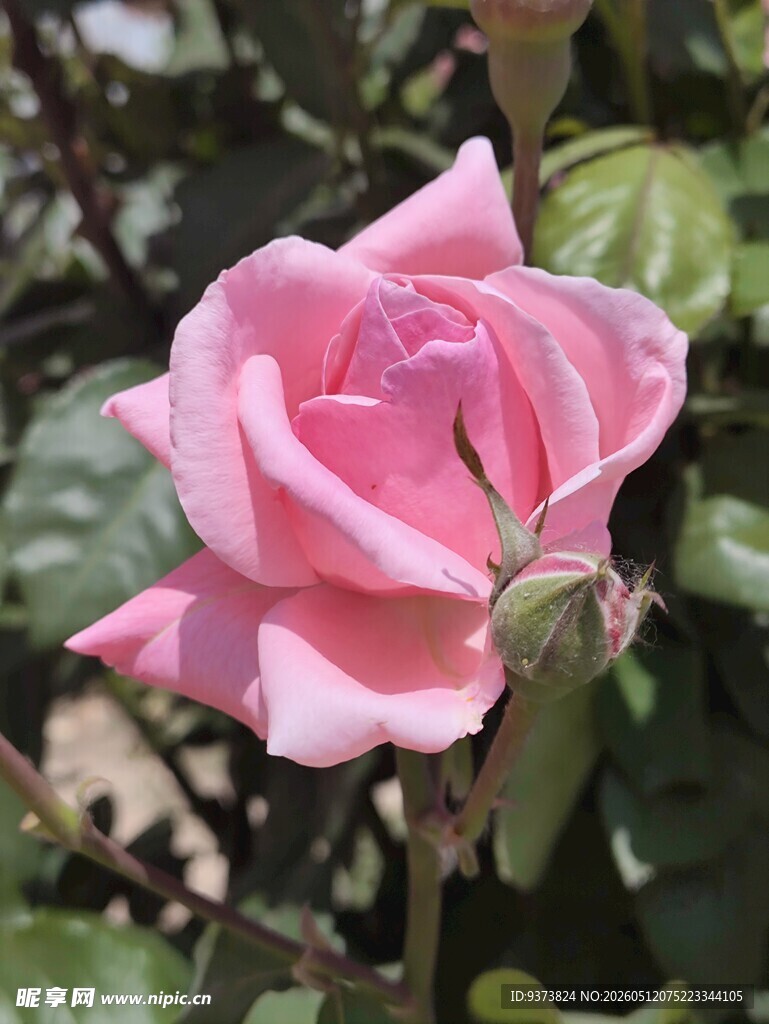 娇艳粉色月季花