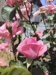 月季花