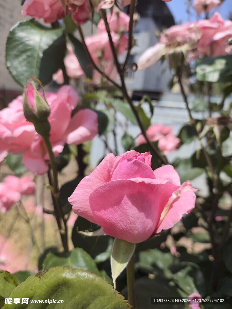 月季花