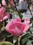 月季花