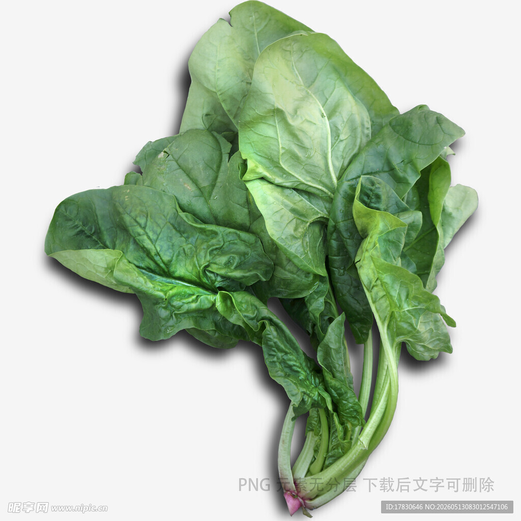 新鲜菠菜叶