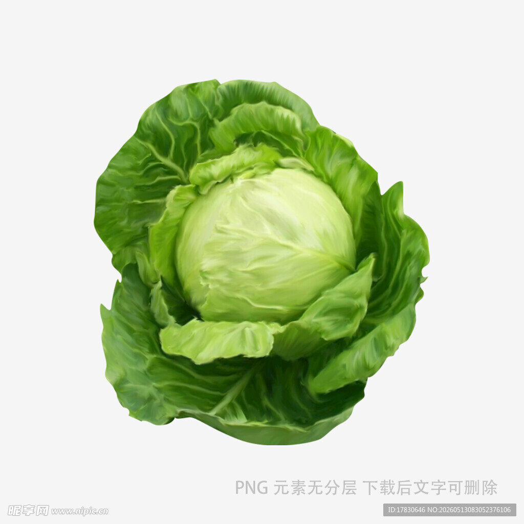 新鲜圆白菜