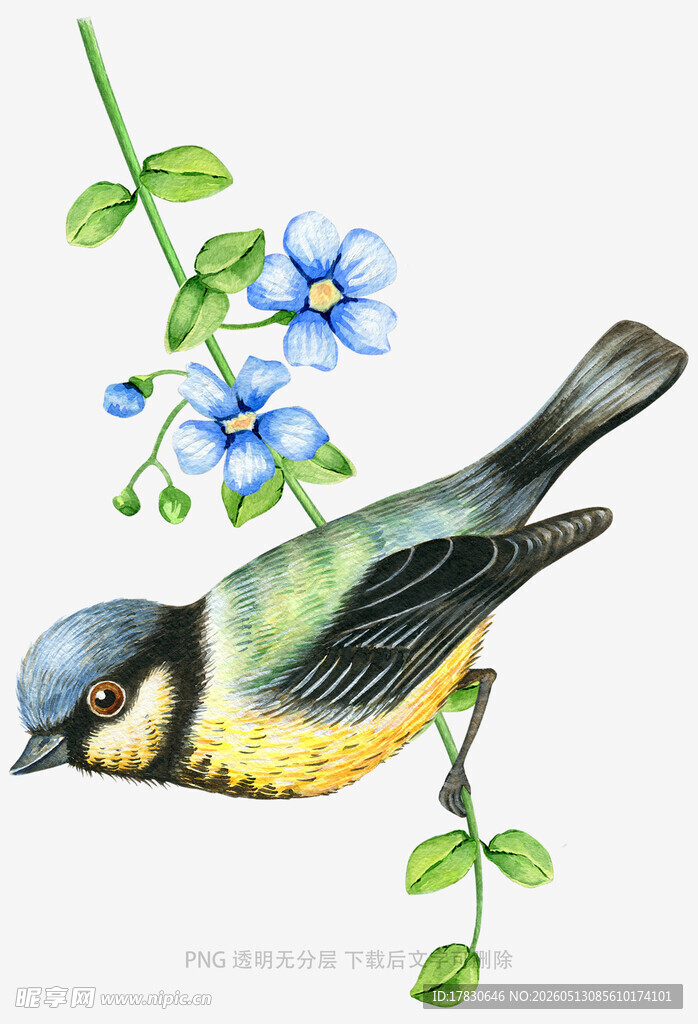 枝头小鸟与蓝花