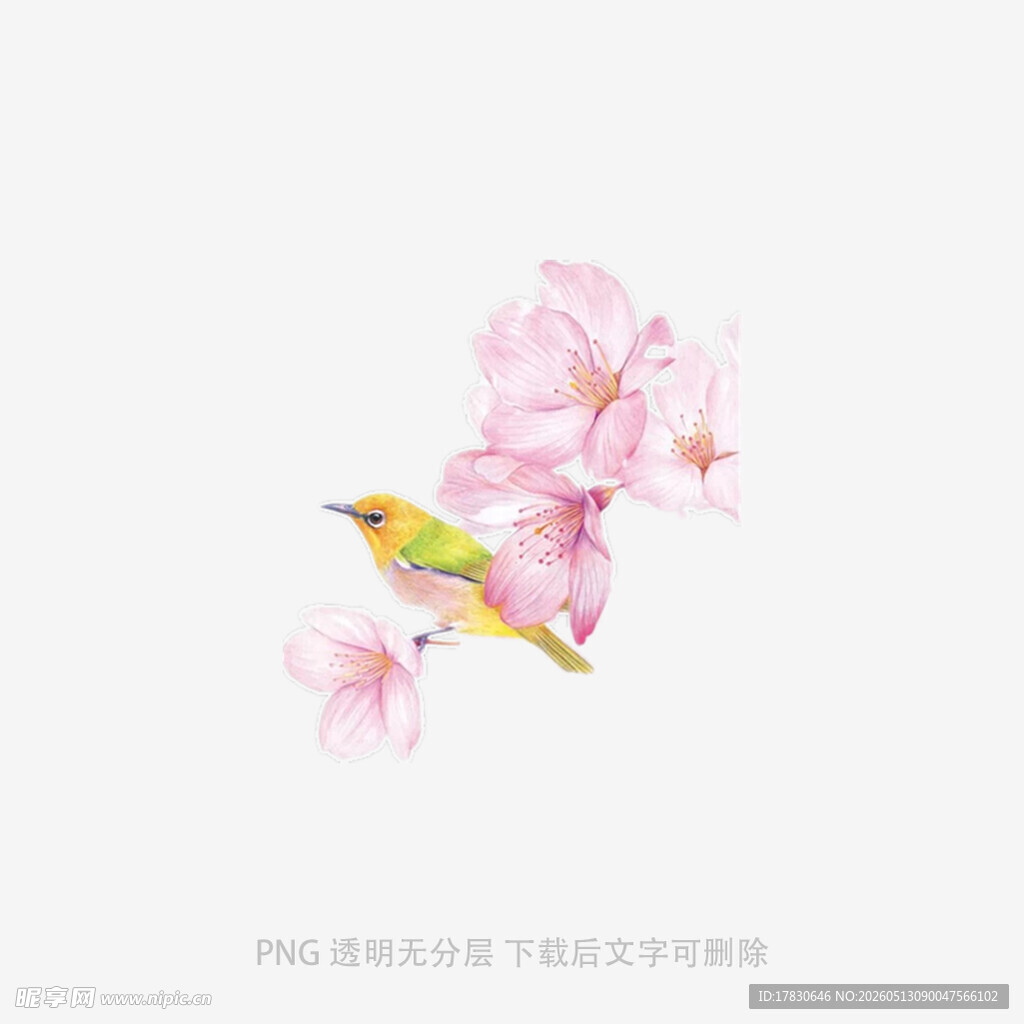 樱花枝头小鸟图