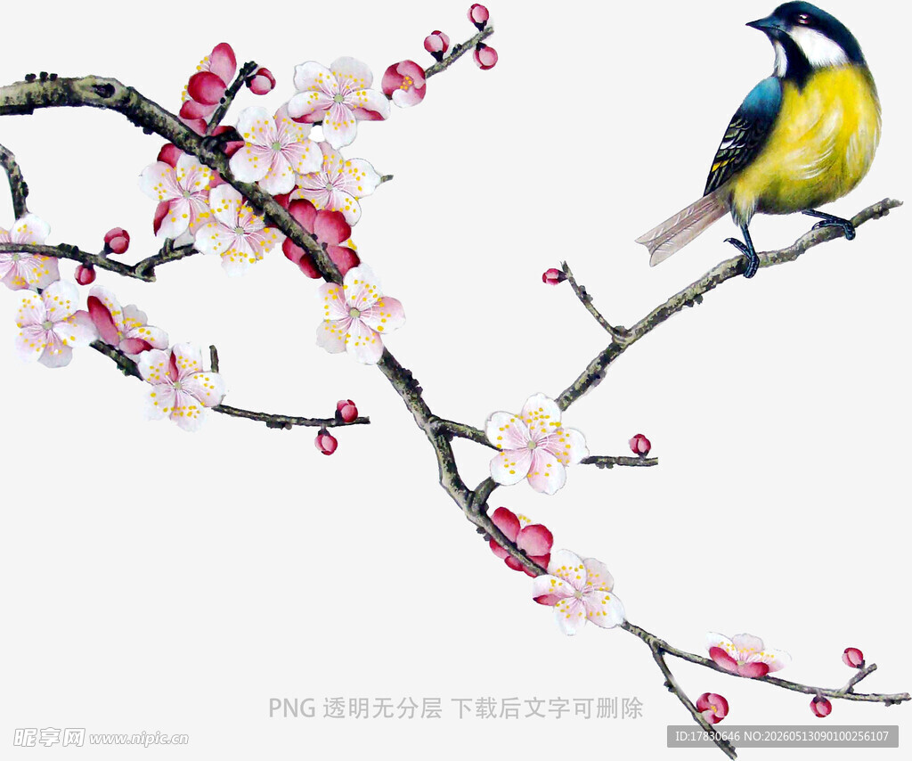 枝头小鸟赏绽放梅花