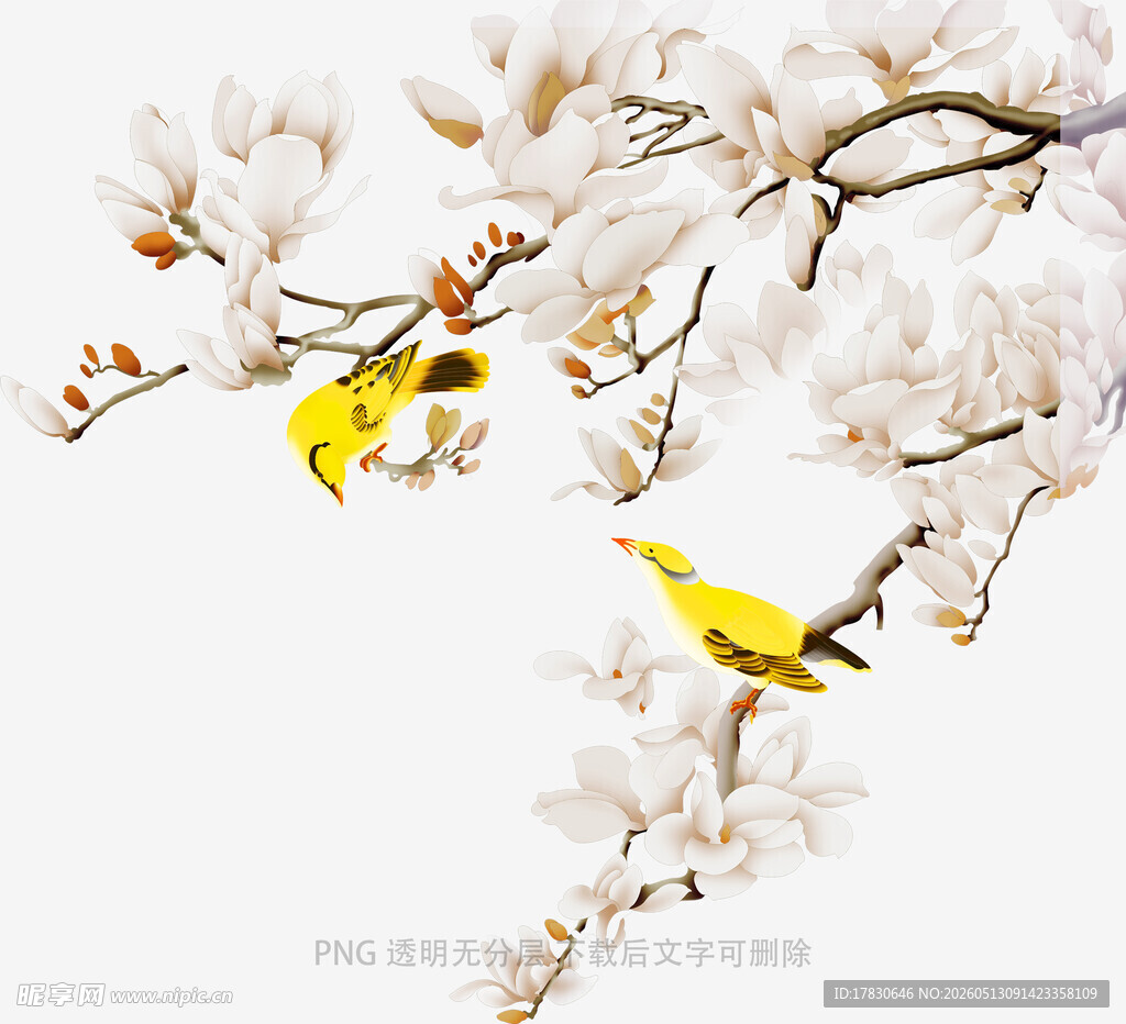 玉兰花枝上的双黄鸟