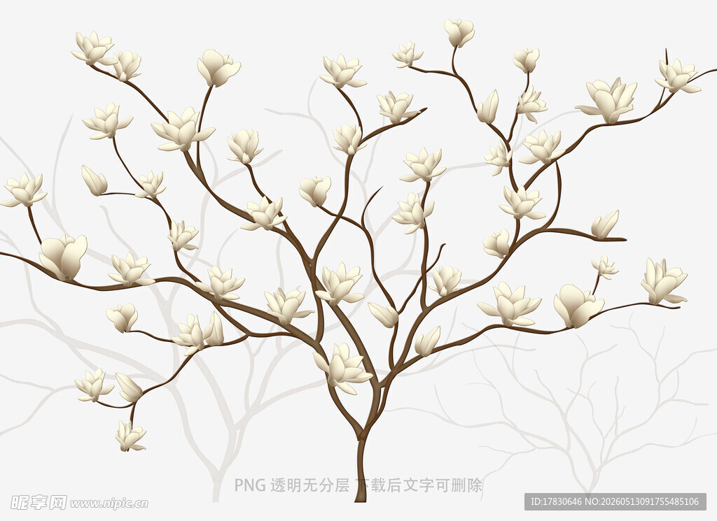 玉兰花枝特写