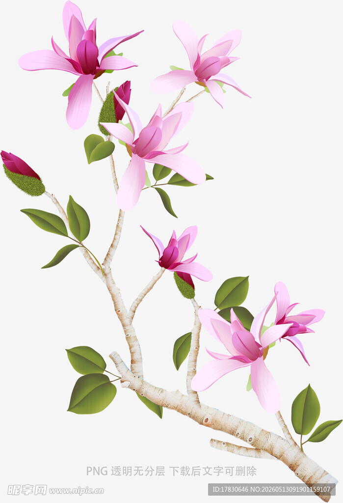 粉色花枝绽放的美丽瞬间