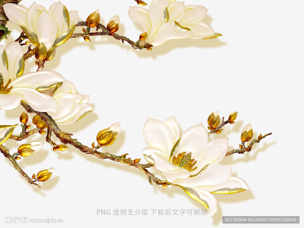 玉兰花枝特写