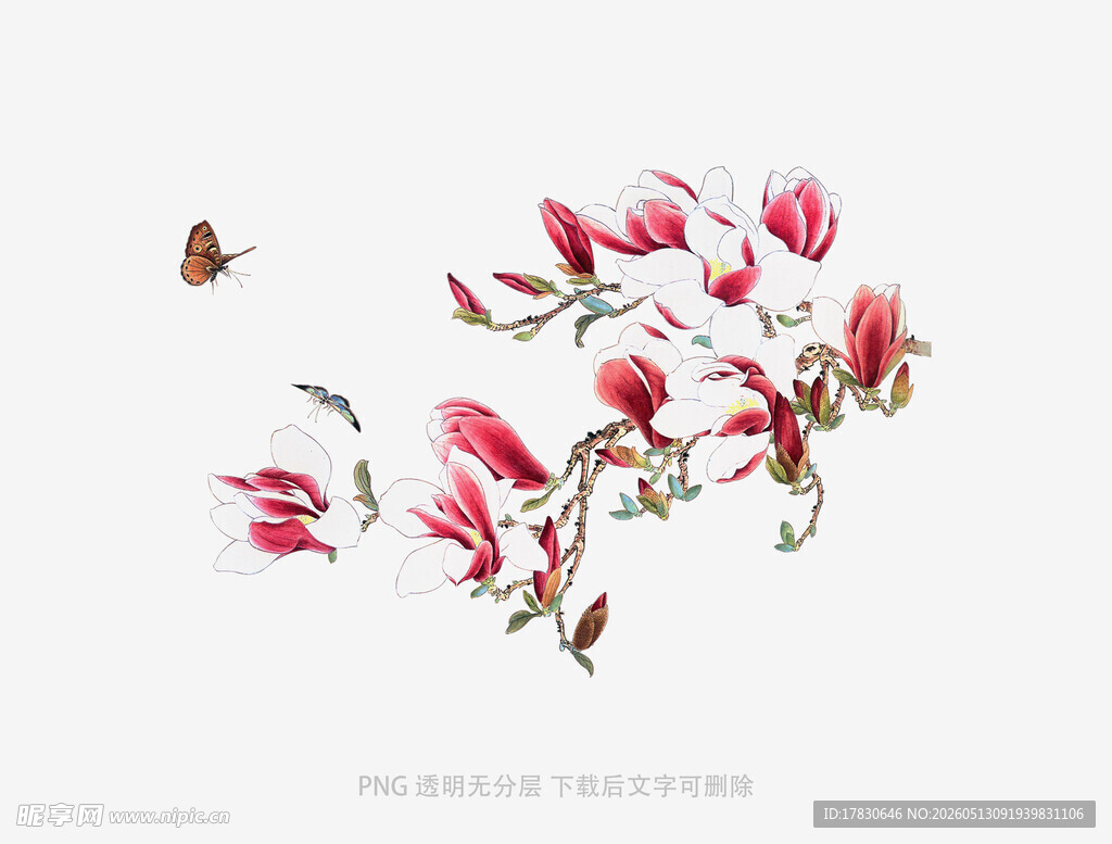 玉兰花枝间的蝴蝶飞舞