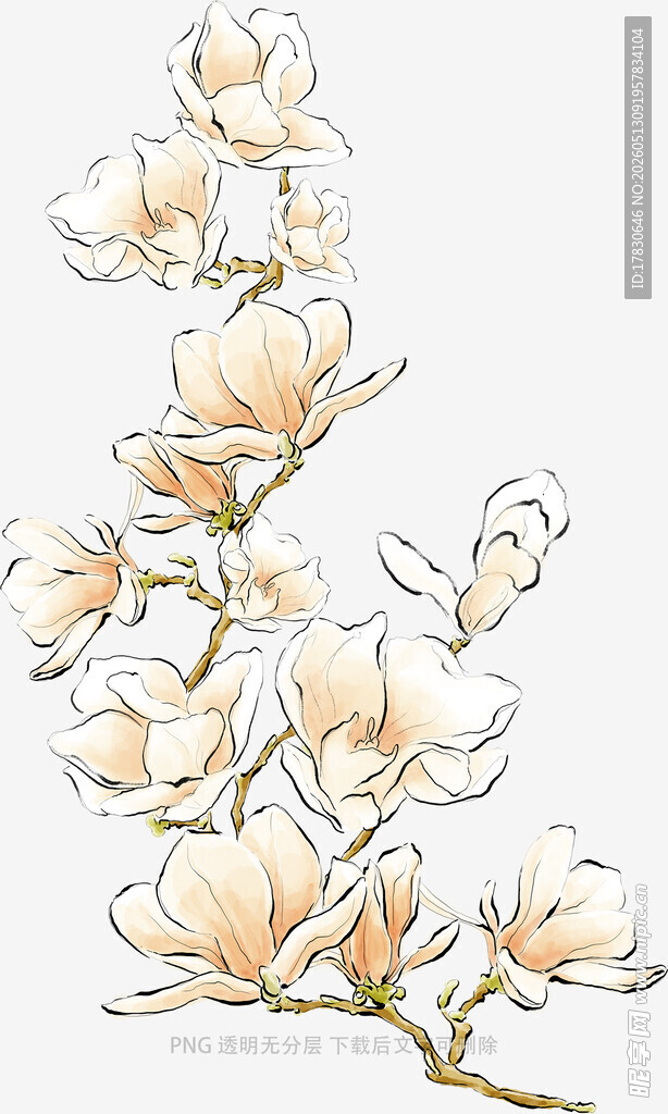 玉兰花枝插画
