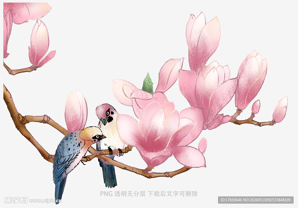 玉兰花枝上的鸟儿