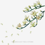 玉兰花枝绽放花瓣飘落