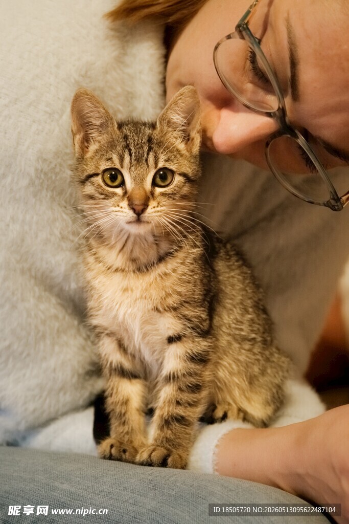 可爱小猫被温柔抚摸