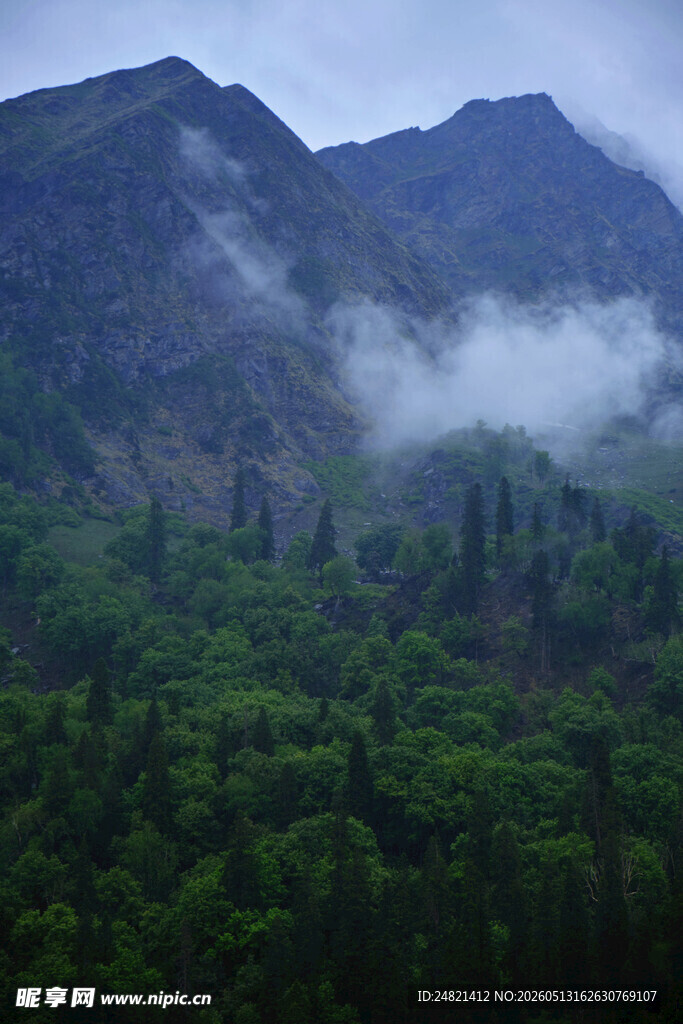 云雾缭绕的山林美景