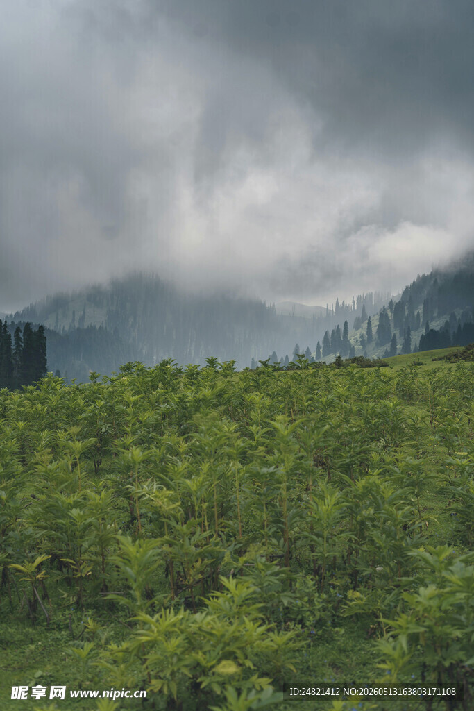 云雾缭绕的山间翠绿景致