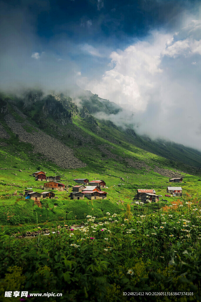 山间绿野上的牛群风景