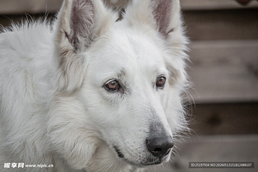 牧羊犬