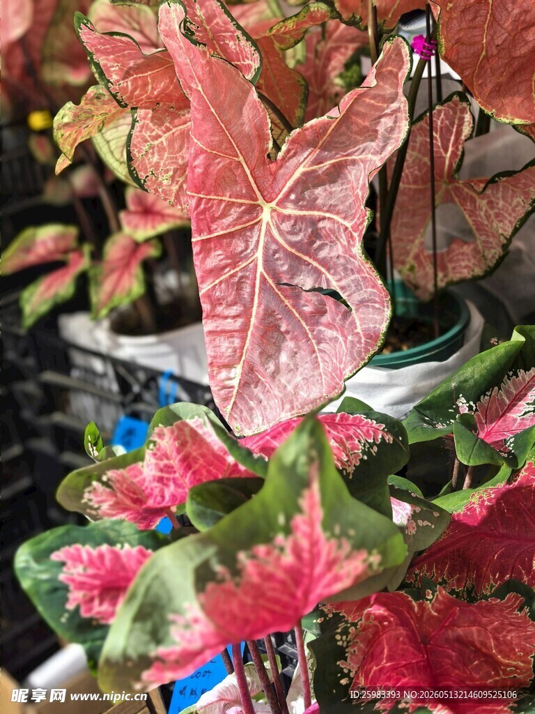 彩叶芋