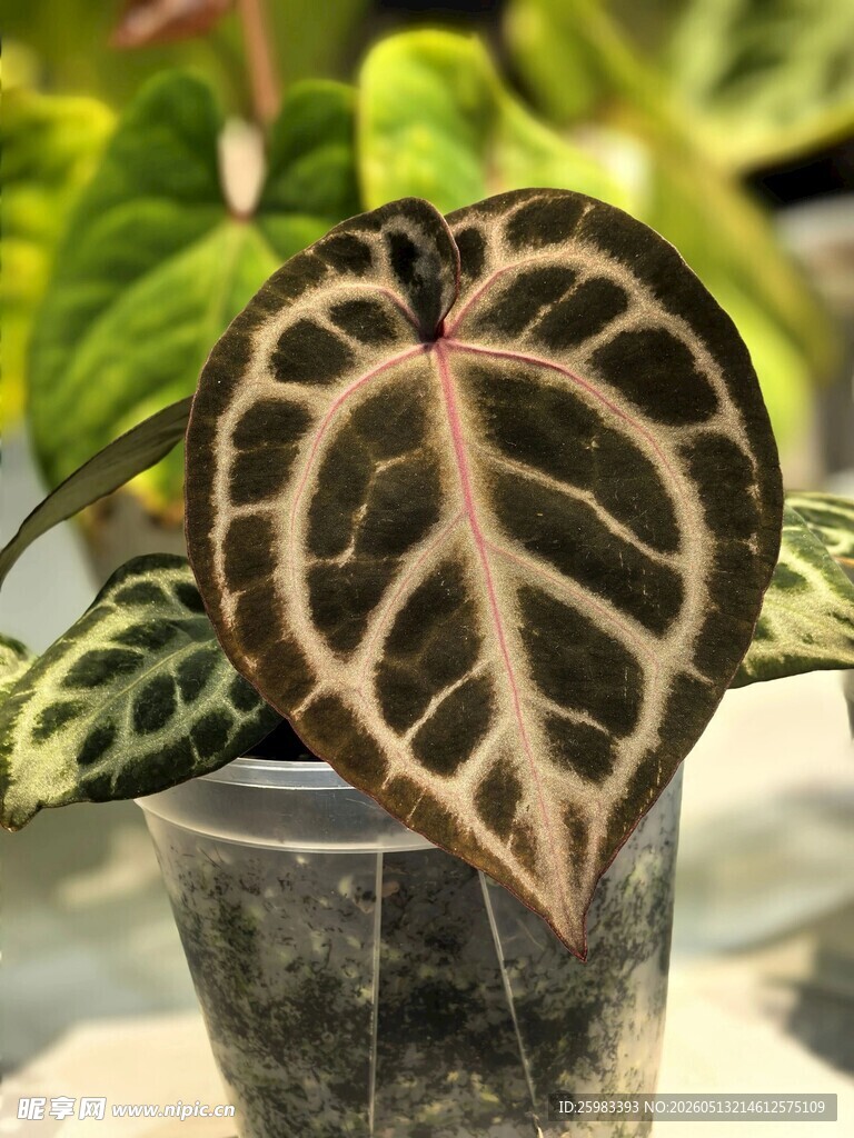白犀牛海芋