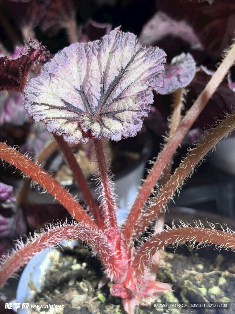 铁甲秋海棠