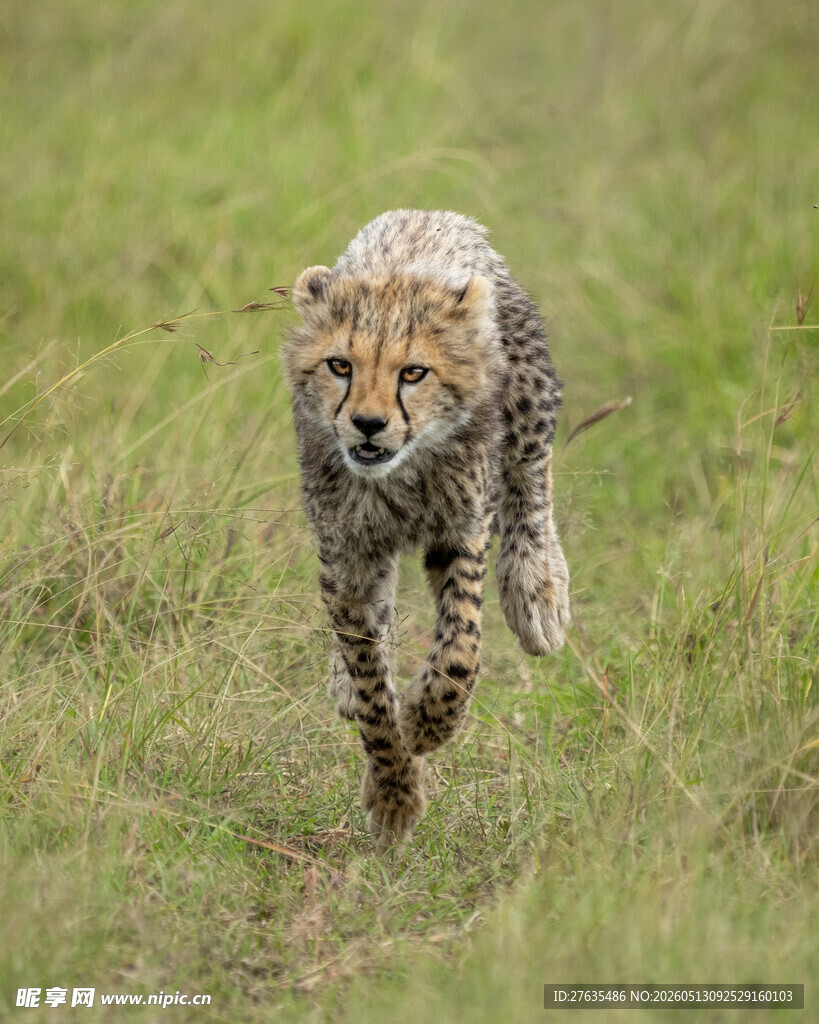 草原上飞奔的猎豹
