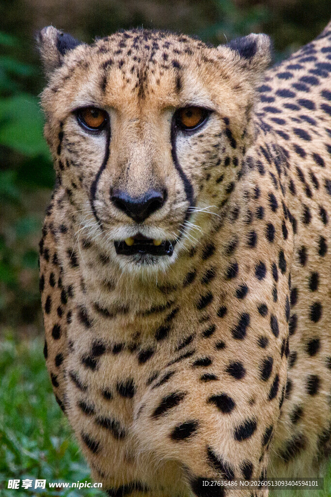 凝视的猎豹