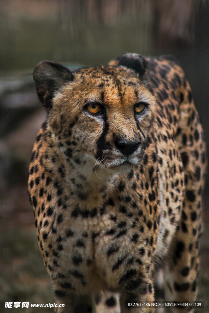 猎豹特写