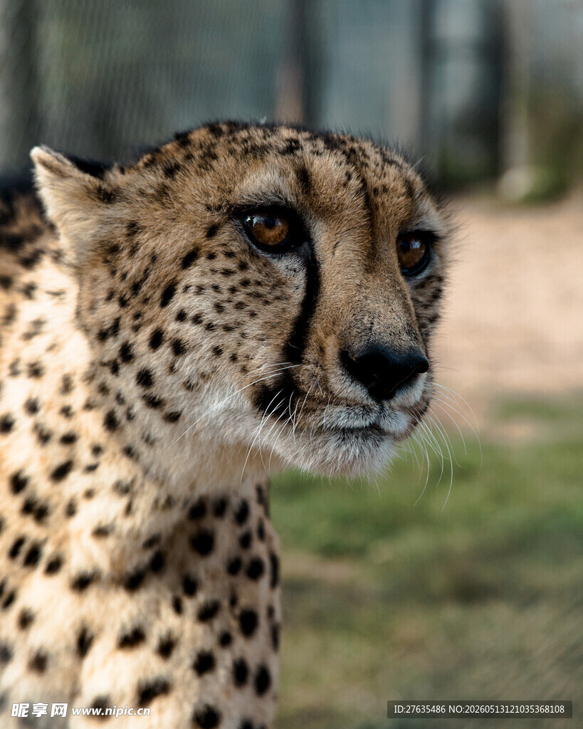 猎豹特写