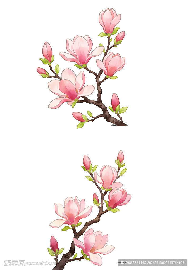 手绘粉色玉兰花枝图案