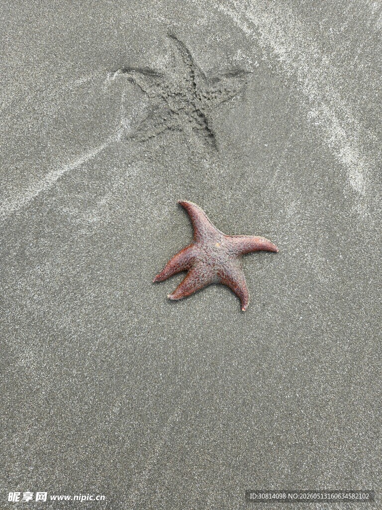 沙滩上的粉色海星