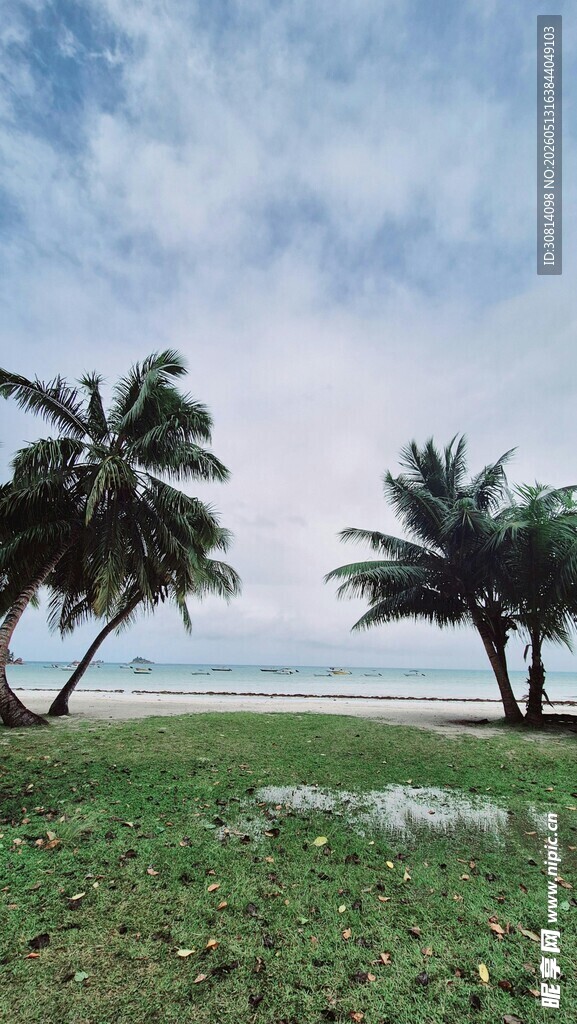 海边椰林美景