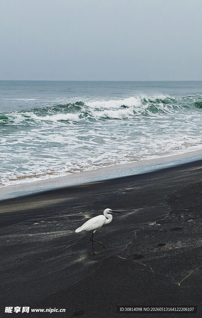海边独栖的白色飞鸟
