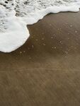 沙滩上的海浪与泡沫