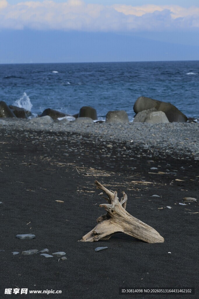 海边黑沙滩上的枯木