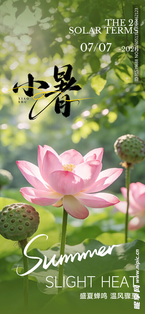 小暑节气24节气植物荷花摄影图