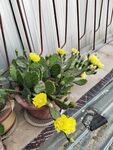 仙人掌花