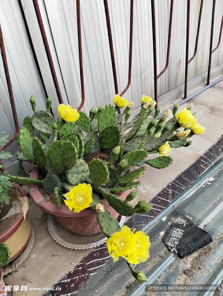 仙人掌花