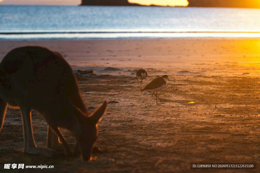 夕阳下海边觅食的羚羊