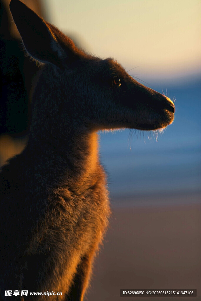 夕阳下的袋鼠侧影