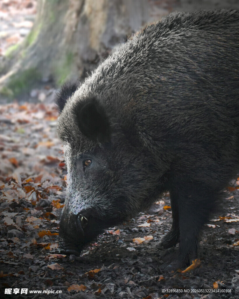 觅食的野猪