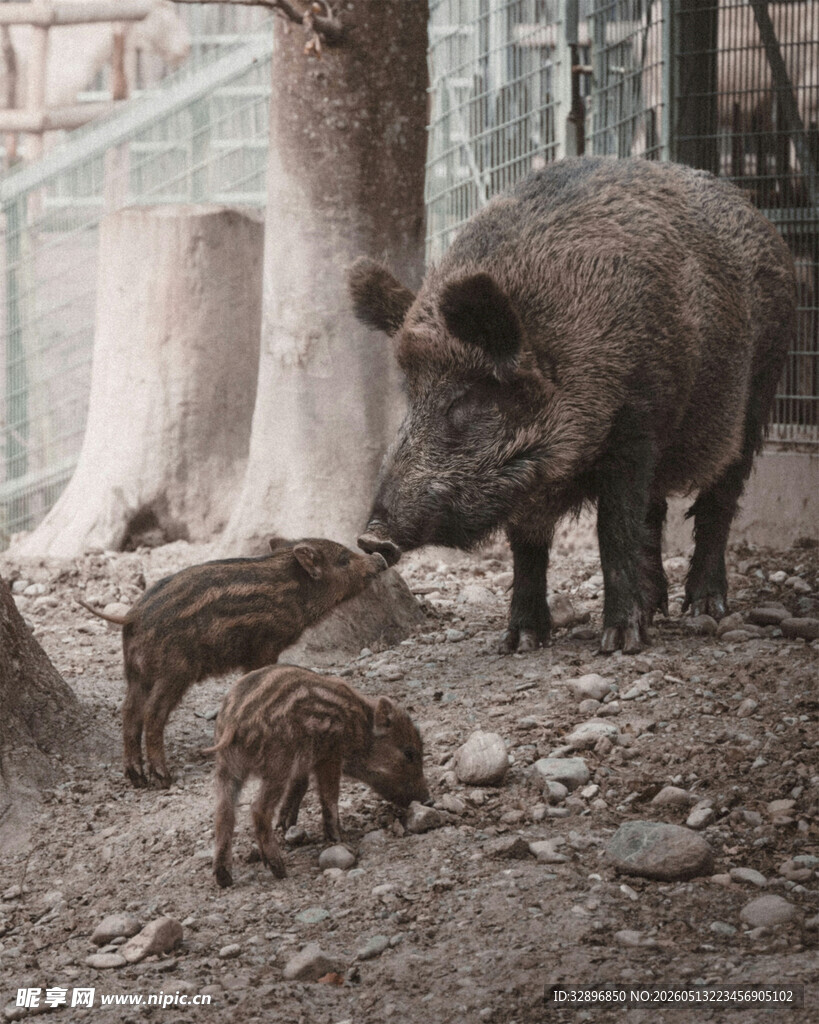 母野猪与幼崽在栖息地