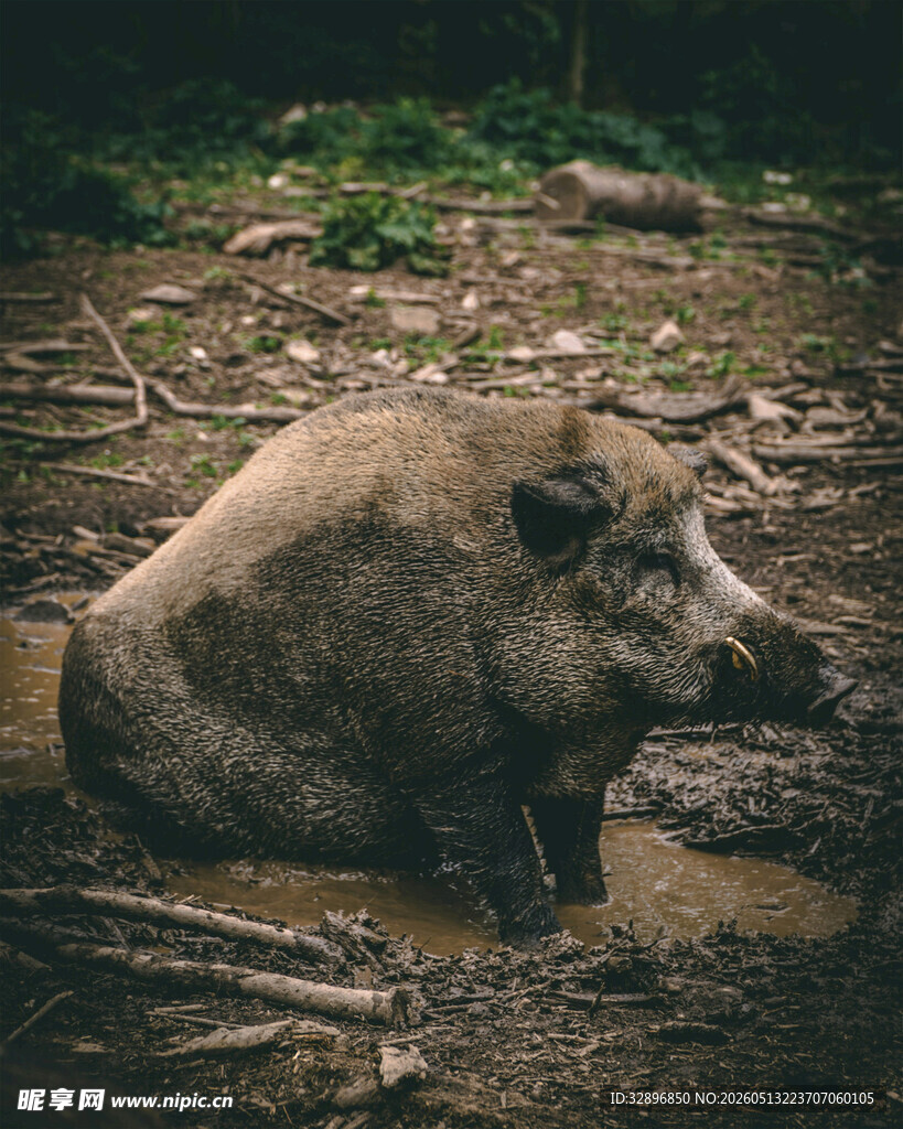 泥地中的野猪