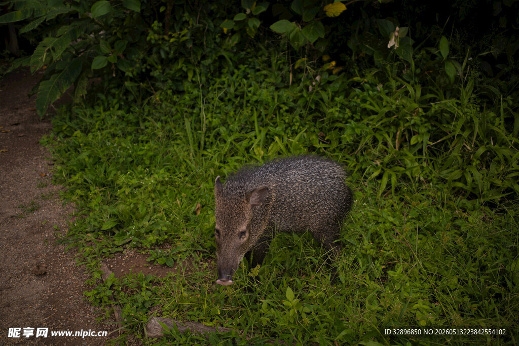 草丛中的野猪