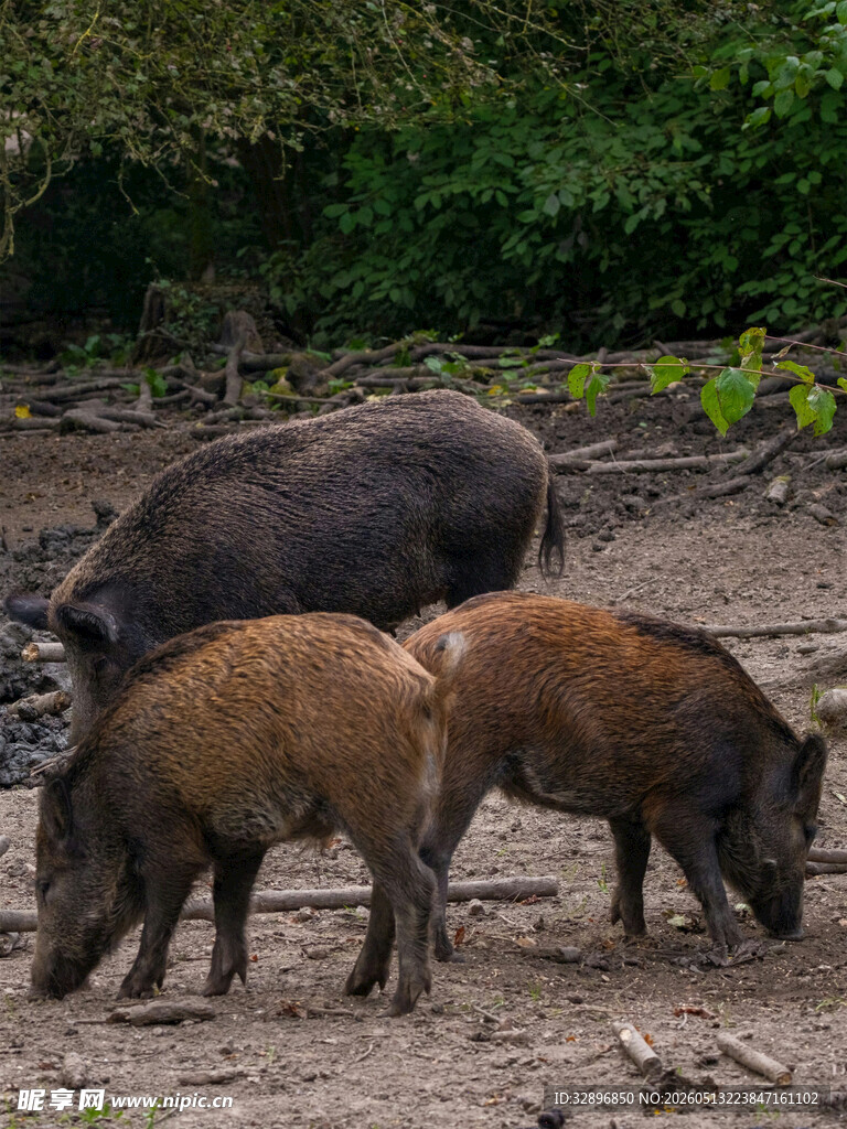 野外觅食的三只野猪