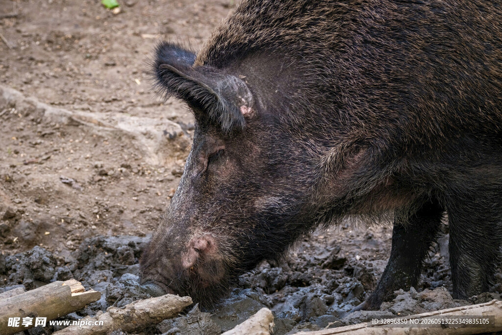 野猪在泥地中觅食