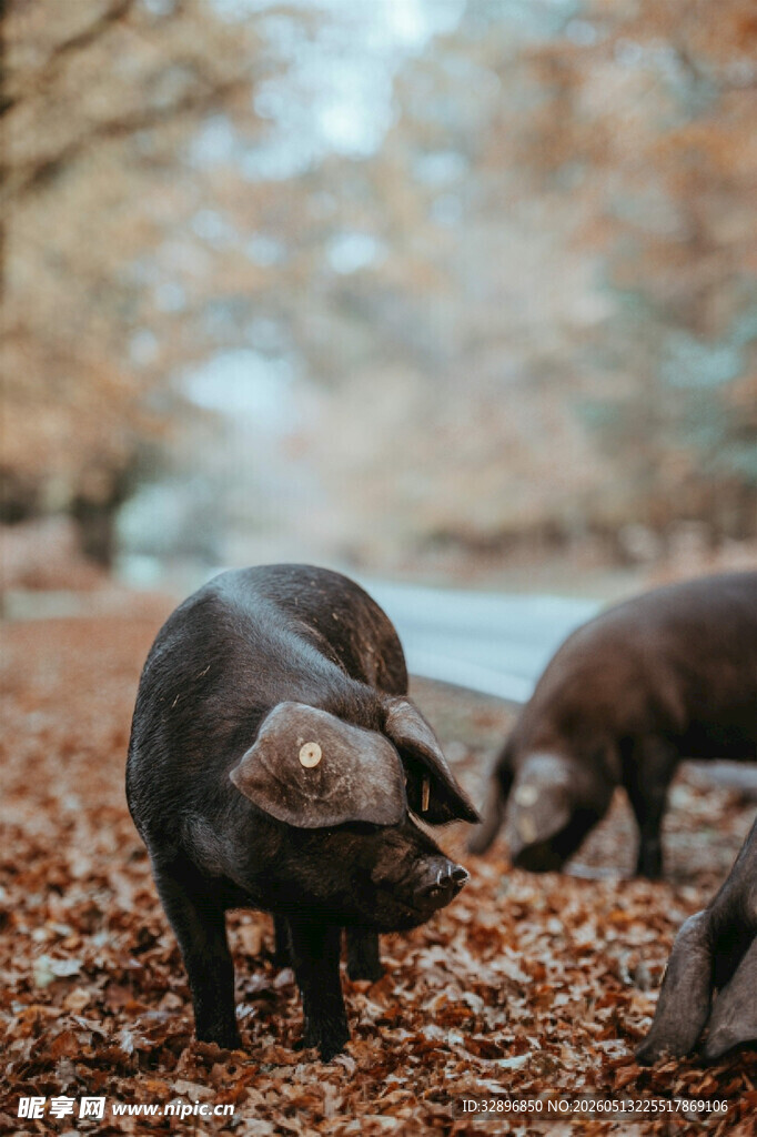 林间觅食的几只小猪