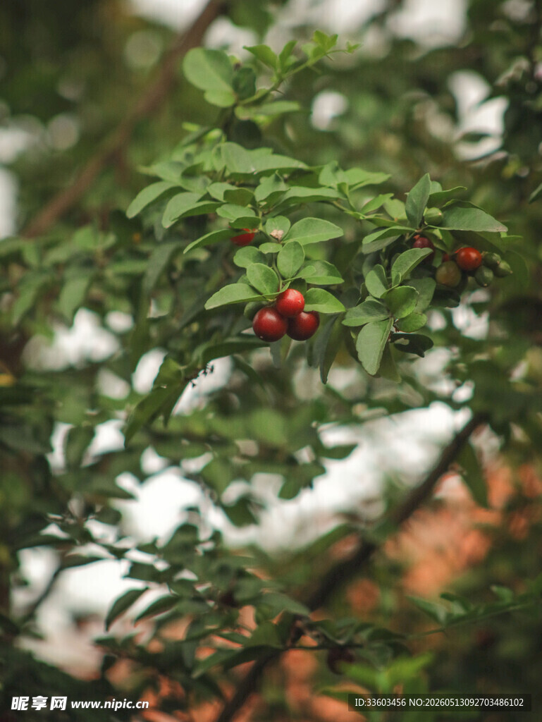 雪中红果绿叶植物景象