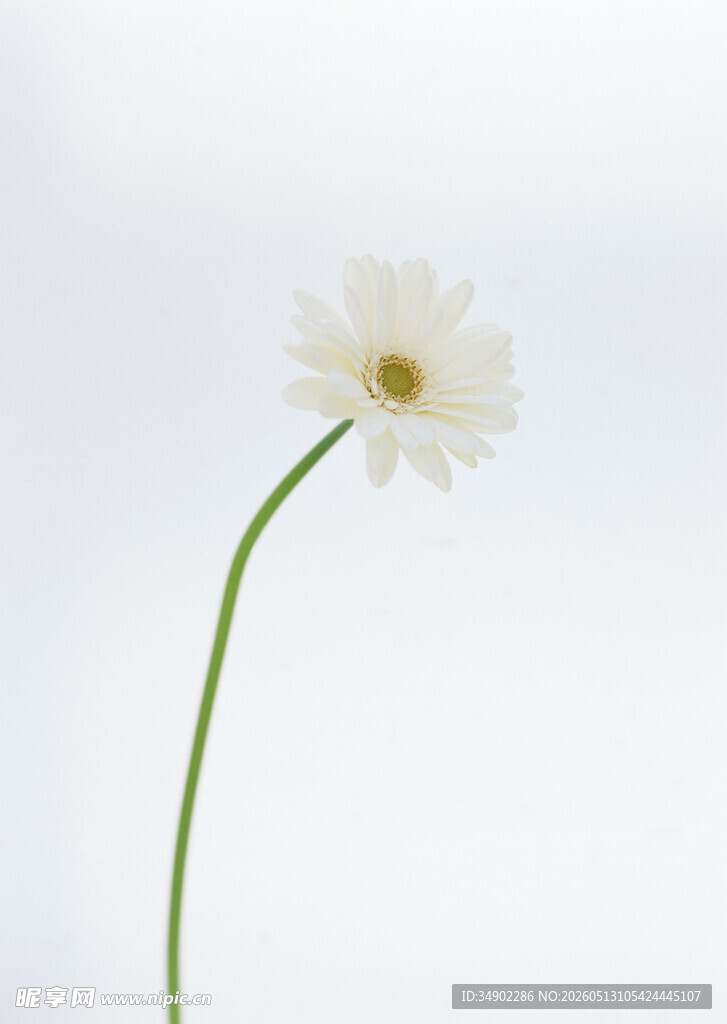 单枝雏菊绽放