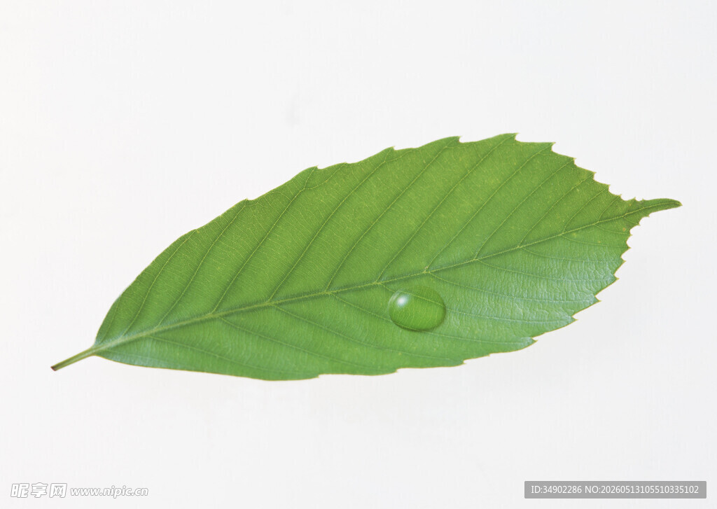 绿叶上的晶莹水珠